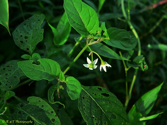{Solanum ptychanthum}